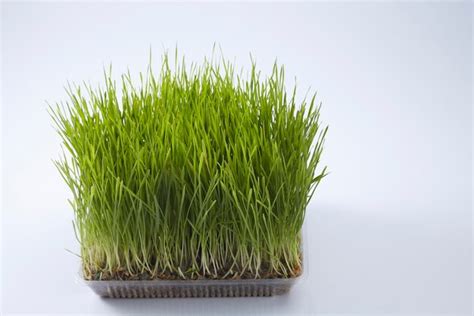 Premium Photo Wheatgrass Growing In Small Container Against White