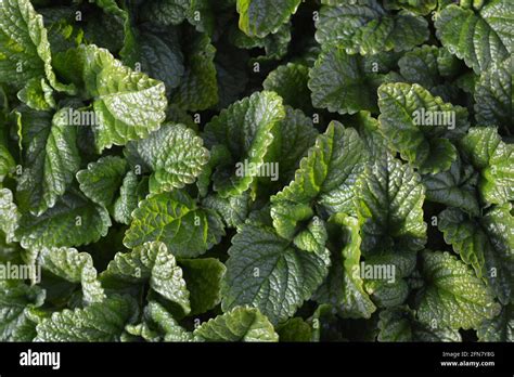 Bálsamo de limón también conocido como Melissa officinalis una hierba