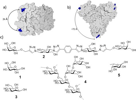 Structures Of The Lectins And Carbohydrate Ligands A Pseudomonas