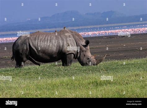 Kenya Lake Nakuru National Park Rhinoceros side view flamingos in the ...