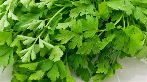 How Much Is A Bunch Of Coriander Practical Cooks