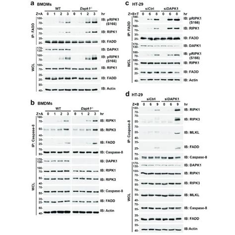 Enhanced Activation Of RIPK1 RIPK3 And MLKL In DAPK1 Deficient Cells