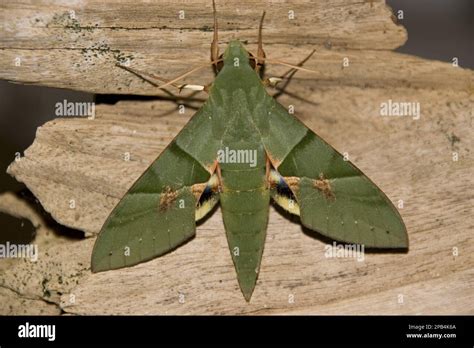 Insects Moths Sphingid Sphingidae Animals Other Animals