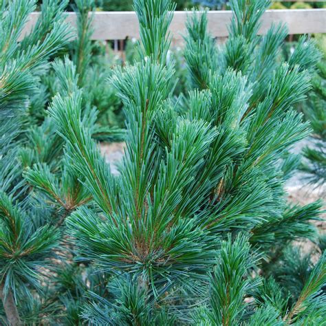 Pinus Flexilis Vanderwolf S Pyramid Pine Arts Nursery Garden And