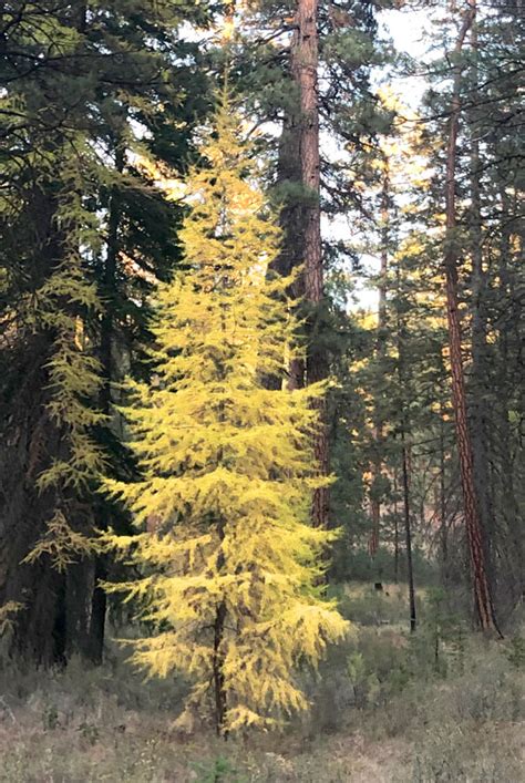 Western Larch - Oregonforests 2023