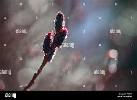 Pussy Willow Branch Black Four Objects Stock Photo Alamy