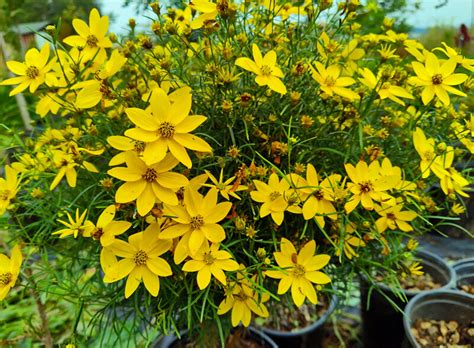 Coreopsis verticillata Zagreb - Perennial Threadleaf Tickseed for sale - Red Panda Nursery