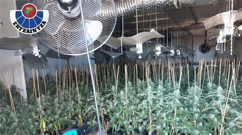 Vídeo Desmantelan en Berango un cultivo con 1400 plantas de marihuana