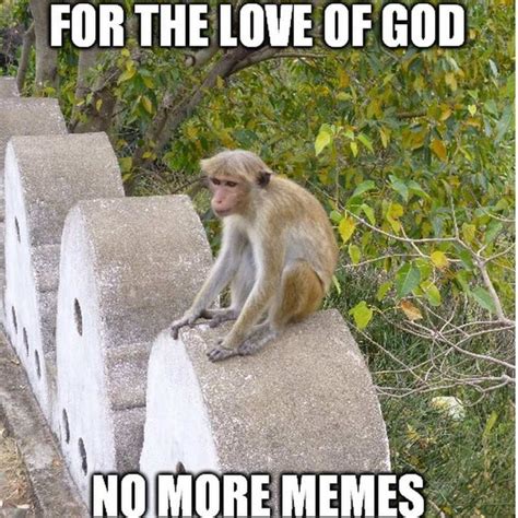 Monkey Memes - 20+ Funny Images Relatable To Life | Monkey memes, Funny monkey memes, Memes