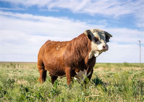 Join Aha American Hereford Association