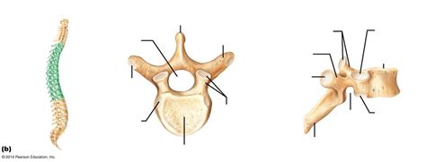 Lab 3 Thoracic Vertebrae Diagram Quizlet