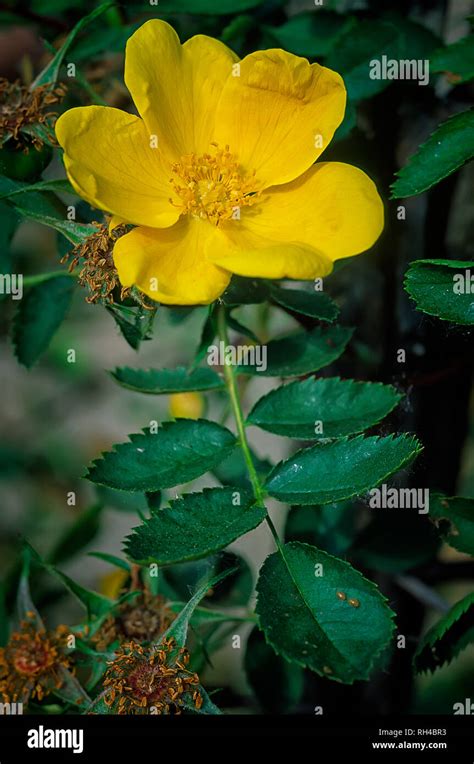 Rosa Foetida Rosa Lutea Rosaceae Shurb Species Flower Simple