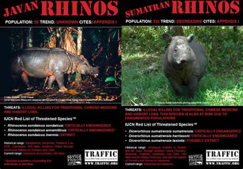 Javan and Sumatran Rhino Posters | Rhino Horn is NOT Medicine