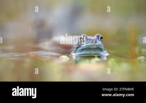 European Common Frog Rana Temporaria In A Pond In Oxford Uk Pumping