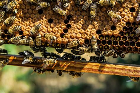 Alergia na owady czyli niebezpieczni sąsiedzi Strefa Alergii