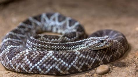 Venomous Snakes In Illinois (4 Poisonous & Deadly Species)