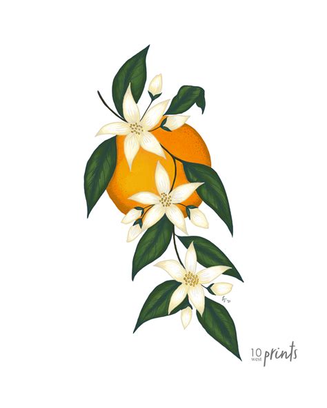 An Orange With White Flowers And Green Leaves On It S Branch Painted