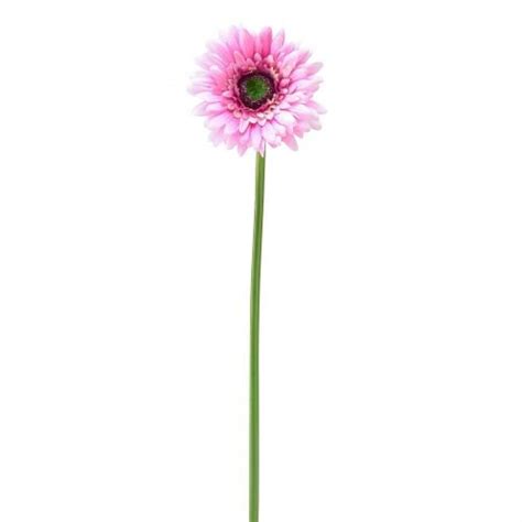 Floristik24 de Zierlauch Allium künstlich Weiß 51cm 4St 63262