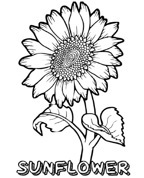 Realistic Looking Sunflower Coloring Page Print Color Craft