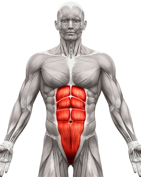 Six Pack Abs - the science, the muscle, and the plan