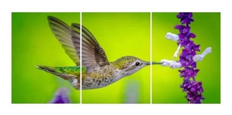 Cuadros Tripticos Modernos Animales Colibrí en venta en Funes Santa Fe