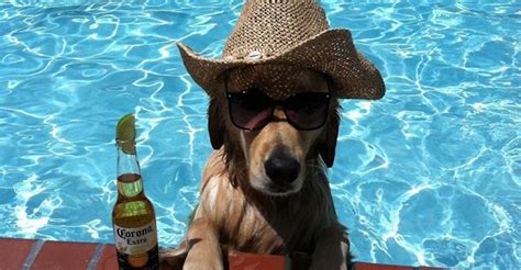 39 Animals Swimming Around The Swimming Pool And Hanging Out