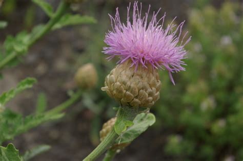 Leuzea Pulchra Inaturalist United Kingdom