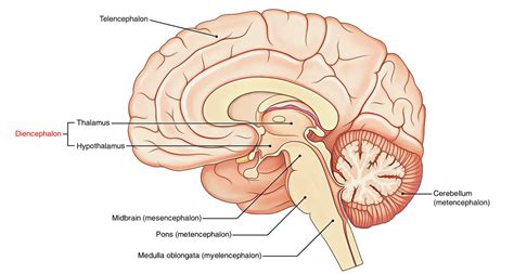 cerebrum= telencephalon+Diencephalon. Telencephalon=cerebral ...