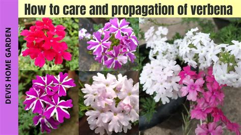 Verbena Care And Propagation How To Care And Grow Verbena My Verbena Collections Verbena