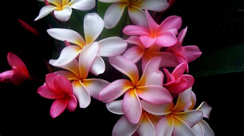 🔥 120 Beautiful Flower Desktop Wallpapers Wallpapersafari