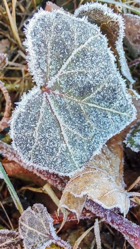 Leaf Winter Frost - Free photo on Pixabay - Pixabay