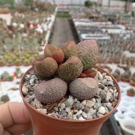 Adromischus Marianiae Fo Herrei Cv Sh Rust Uhlig Kakteen Ber