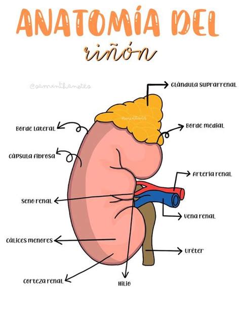 Anatomía de Riñón samxnthastudy uDocz