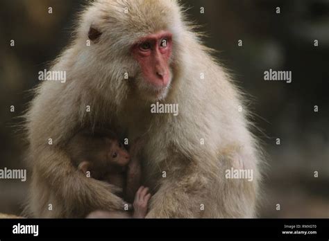 Japanese macaque with baby macaque Stock Photo - Alamy