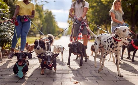 Los Angeles Dog Walking Services Making Your Pets Exercise A Priority