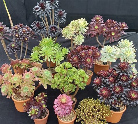 Aeoniums Further Tips Ottershaw Cacti