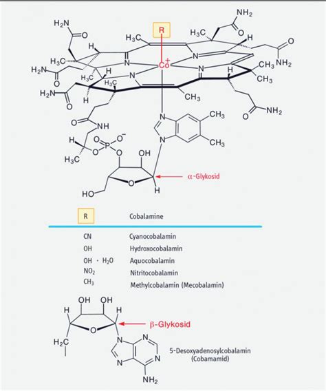 Vitamin B12 Fürs Gehirn