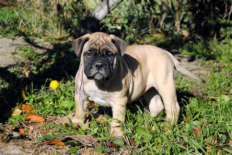 Bullmastiff Female For Sale Bull Mastiff Puppies Mastiffs