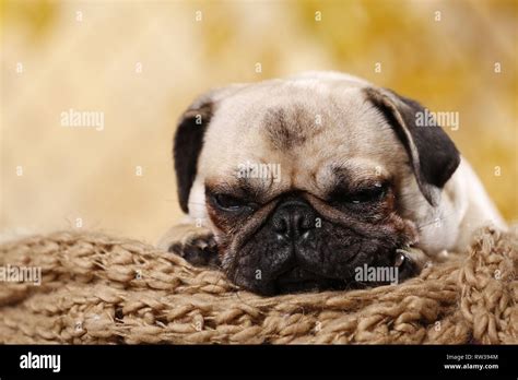 sleeping young pug Stock Photo - Alamy