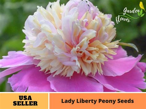 10 Rare Seedslady Liberty Peony Seeds Perennial Authentic Seeds Flowers Organic Non Gmo