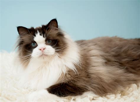 Jellybean - Pinkerton Ragdolls