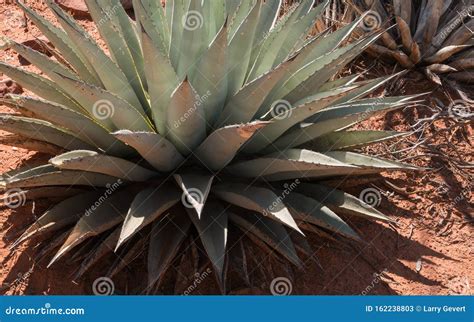 Agave Plant Sedona Arizona Stock Afbeelding Image Of Flora Bloemen