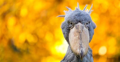 10 Incredible Shoebill Stork Facts