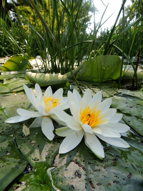 Free Images Nature Blossom White Flower Bloom Pond Green