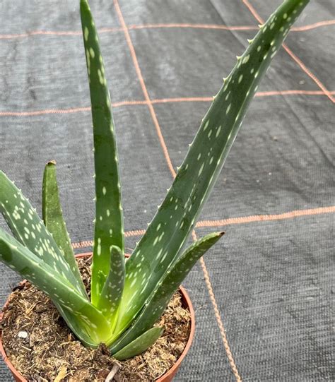 Aloe vera aloes zwyczajny roślina sadzonka Gowarczów Kup teraz na