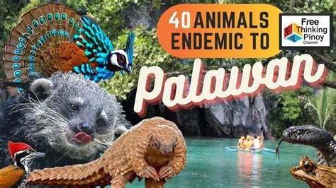 Wild Palawan Amazing Animals And Beautiful Tourist Spots In Palawan