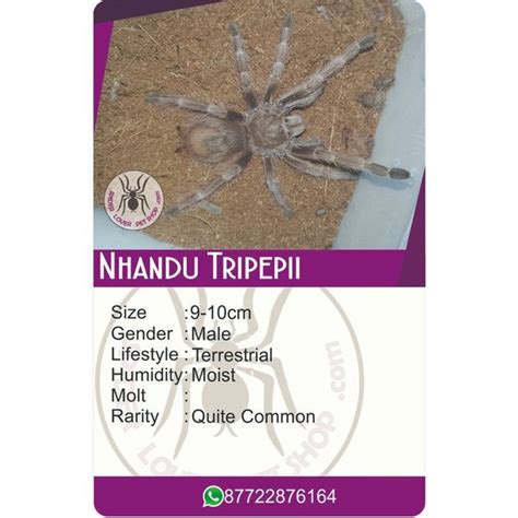 Jual Sp Terbaru Kartu Nhandu Tripepii Male Tarantula Di Lapak