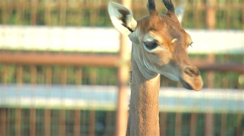 The rare giraffe born without spots finally has a name! – NBC4 Washington