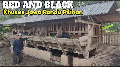 KHUSUS TERNAK KAMBING JAWA RANDU RED AND BLACK YouTube