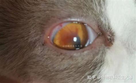 （上海病例）猫咪眼睛发炎、发红、流泪的治疗 知乎